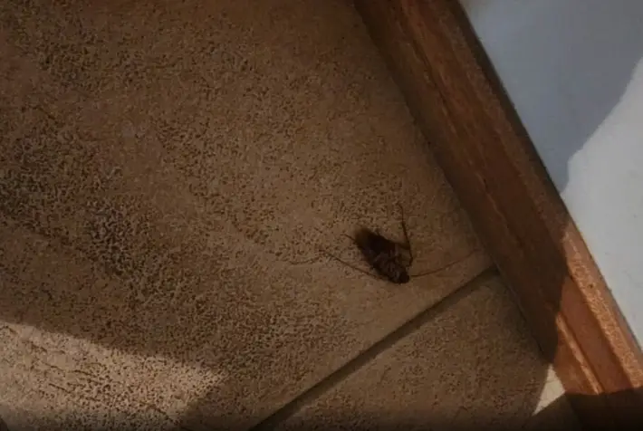 Kitti claimed there were at least six cockroaches in the room.