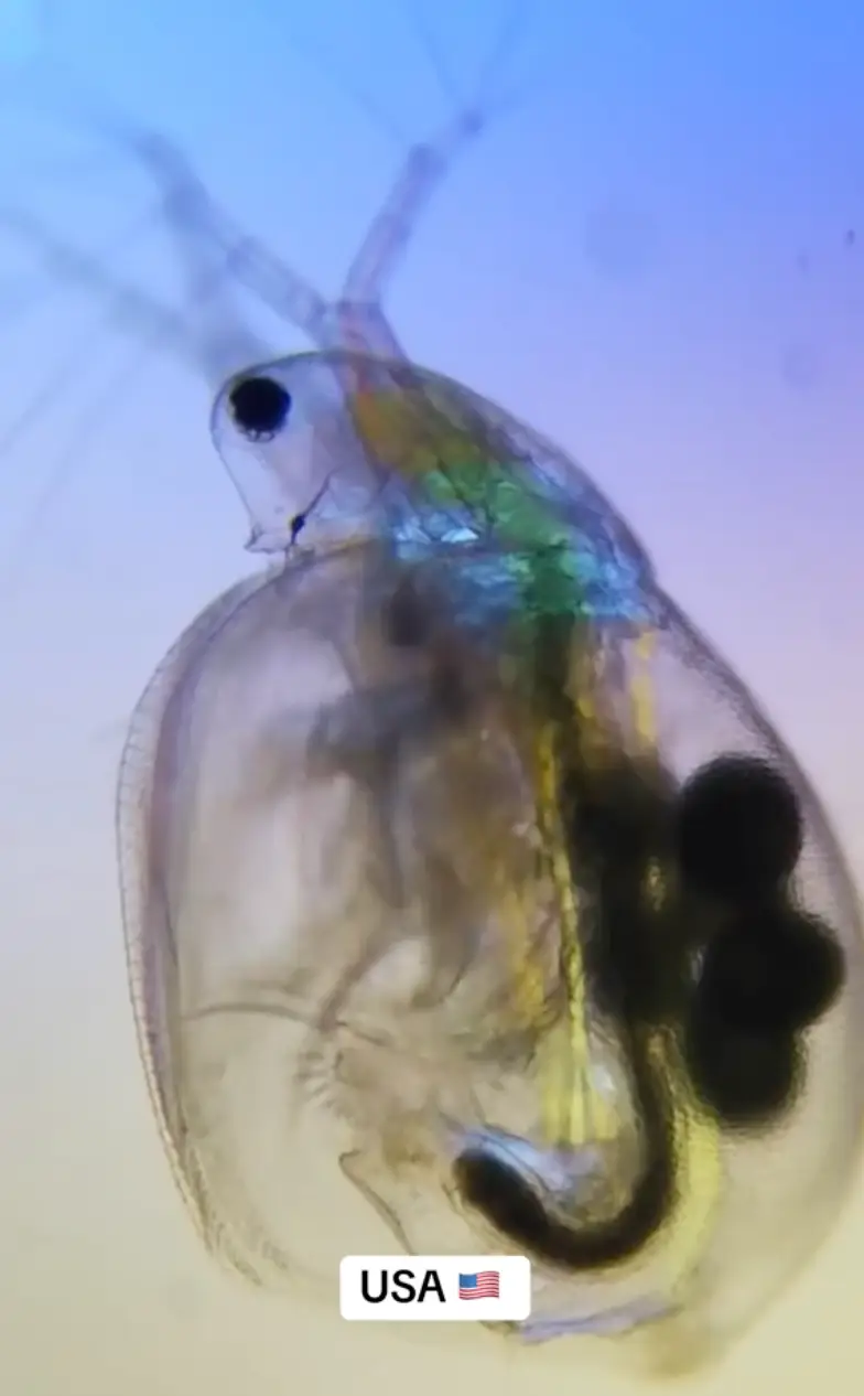 Look at that! You could saddle it up and ride it into town! (TikTok/@microscope.vision)