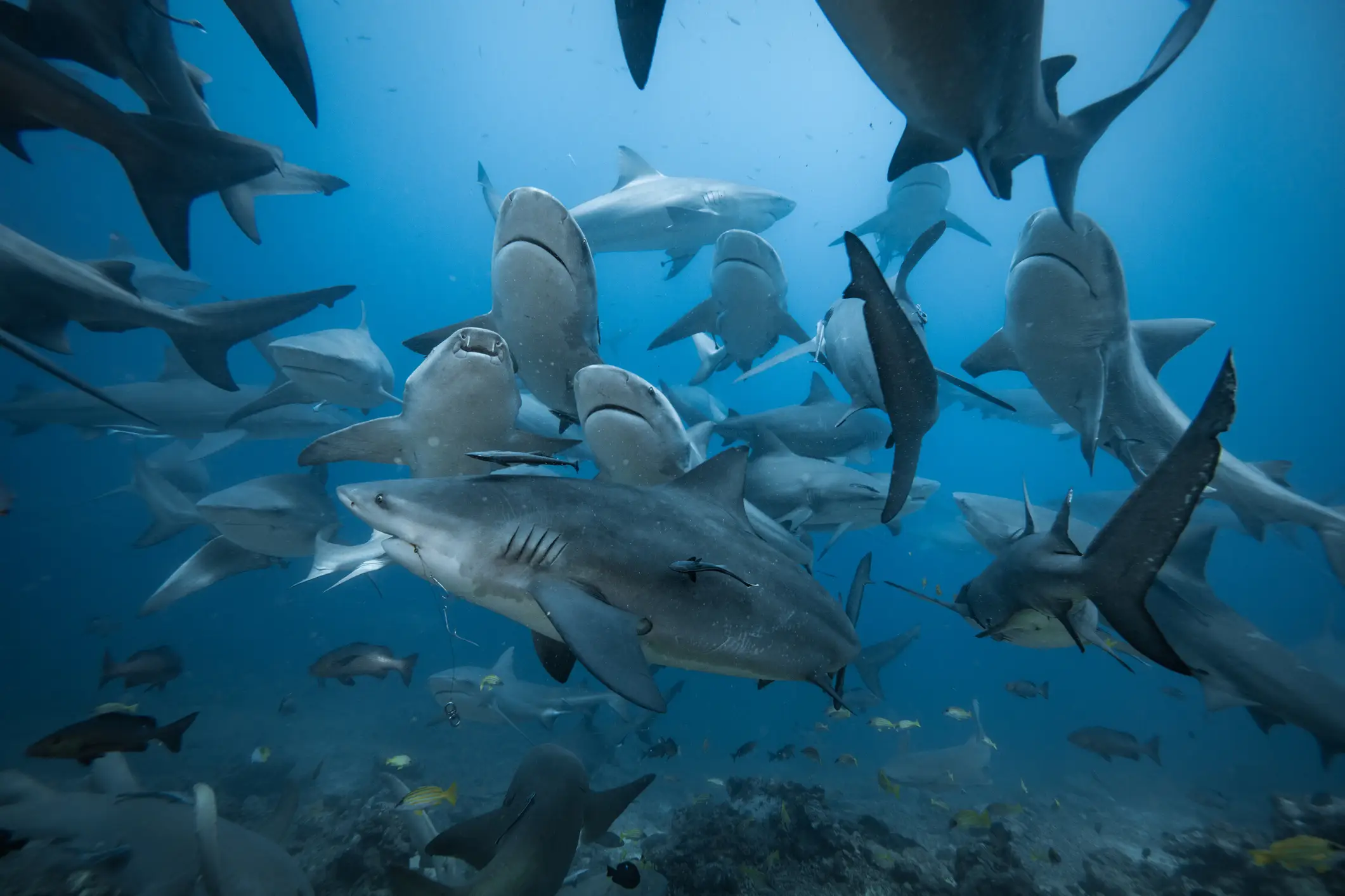 Despite the intensity of the experiment, Moore said peaceful coexistence with bull sharks is possible provided people remain aware of the conditions that raise risk.  (Michael Workman/Getty images)