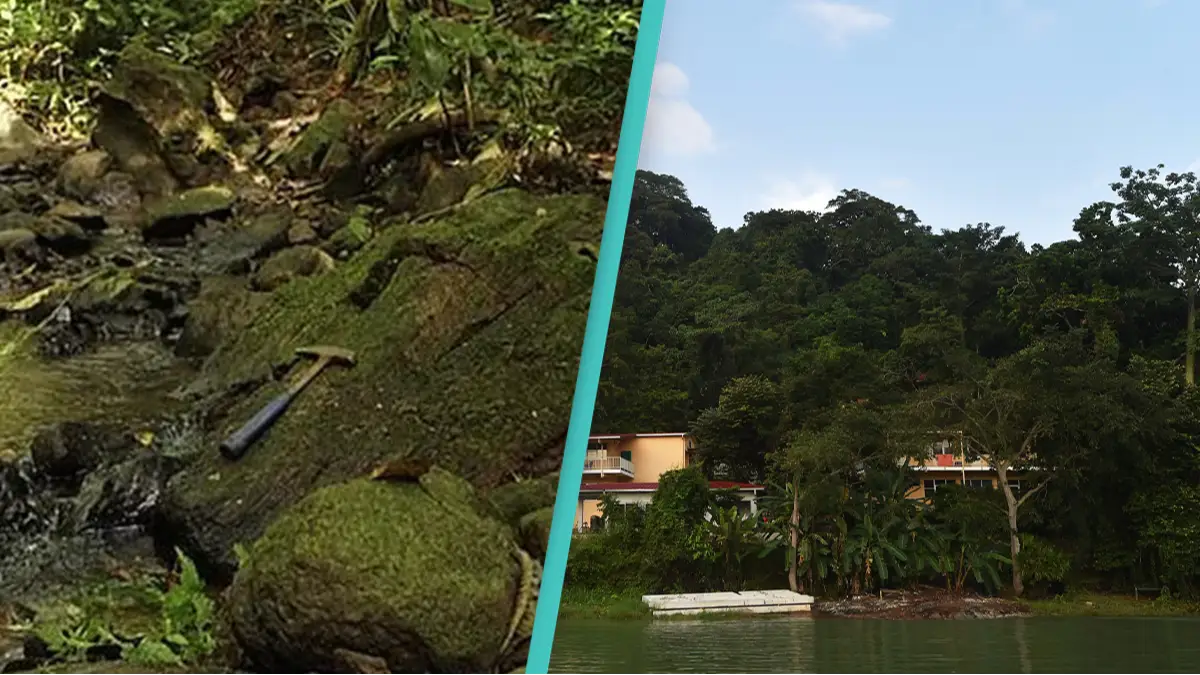 Mysterious ‘lost’ forest wiped out 22 million years ago has been rediscovered by scientists