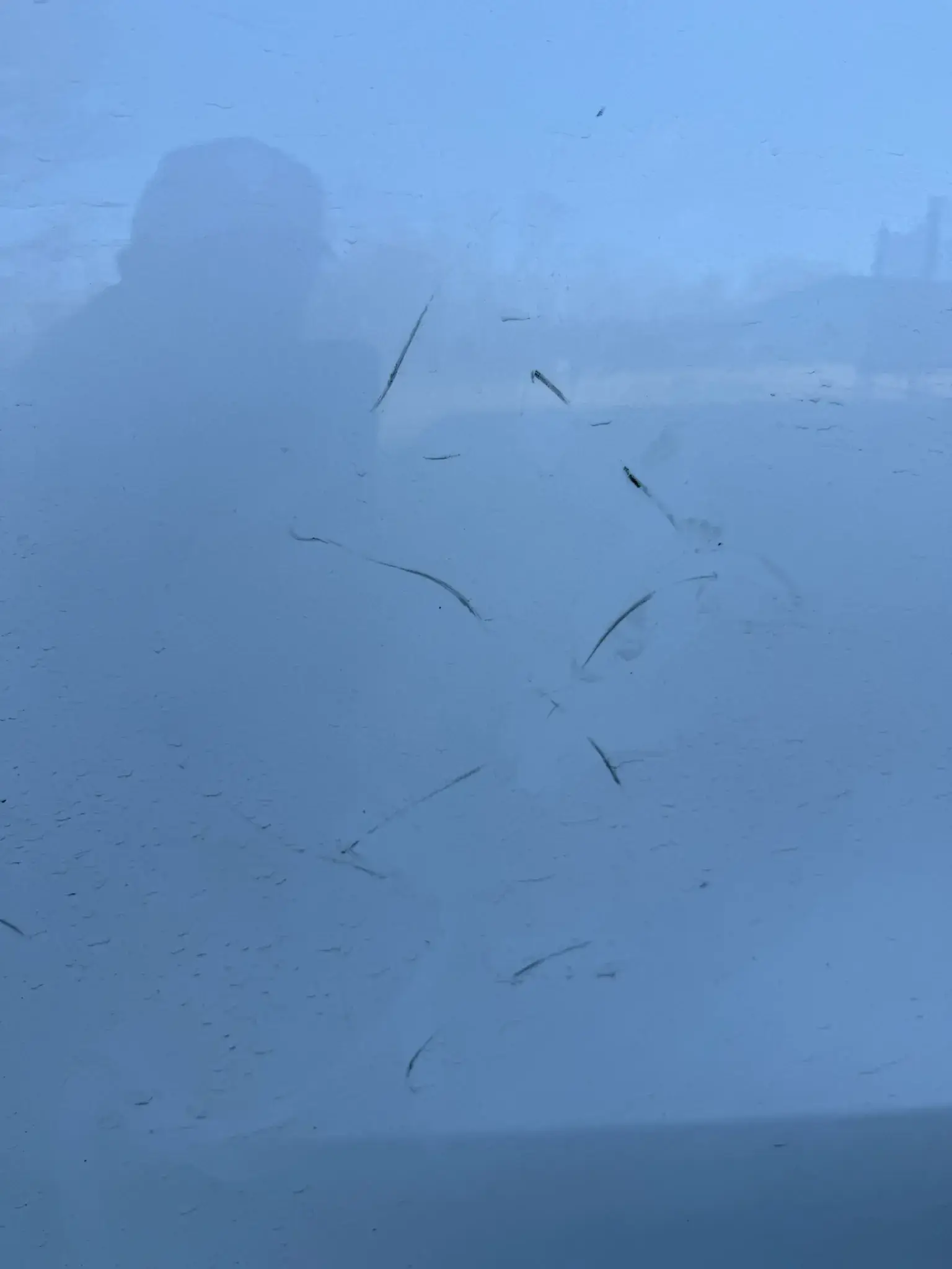 The markings on the car (Storyful)