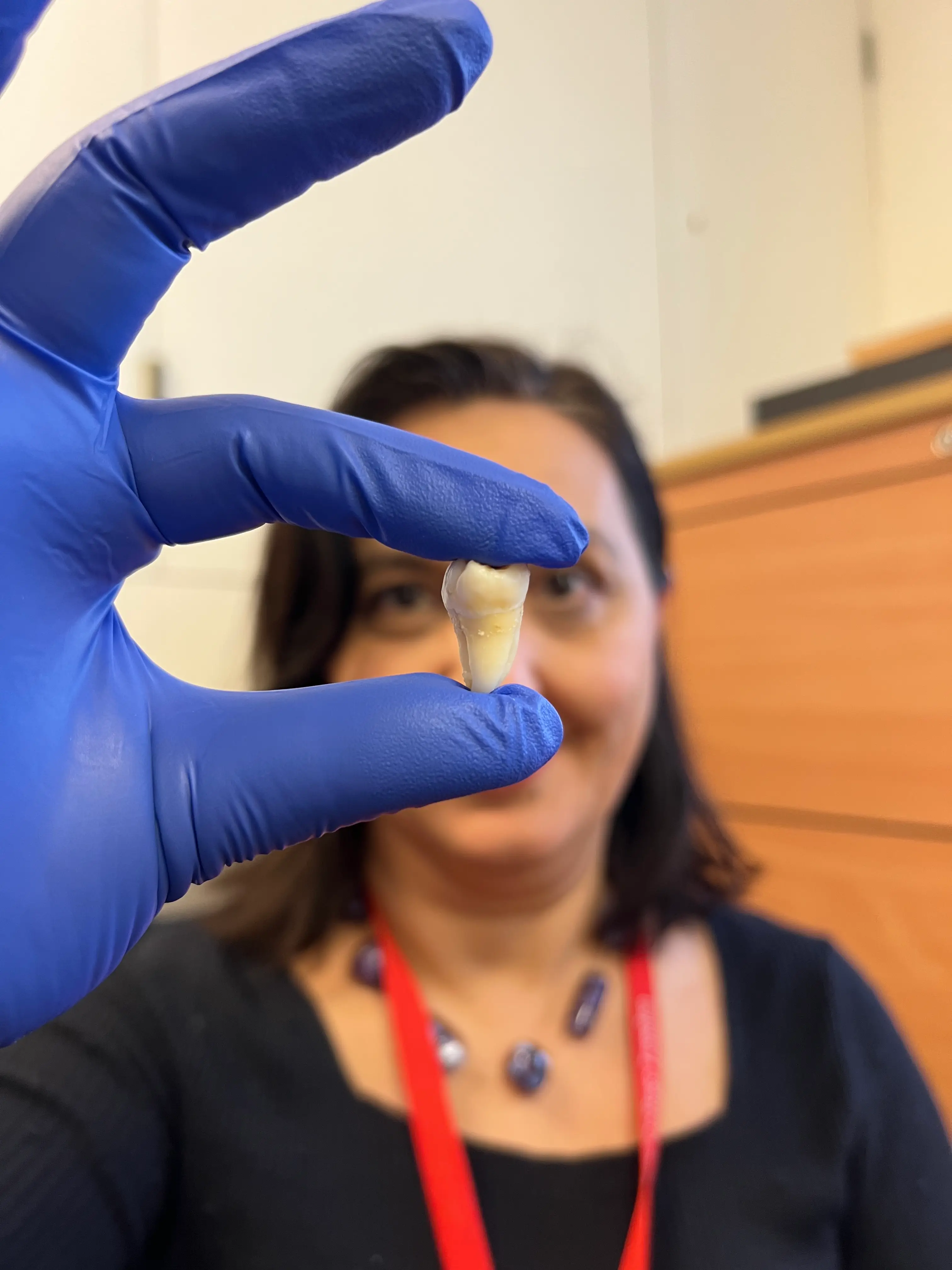 Researchers at the UK-based university have successfully created lab-grown teeth (King's College London)