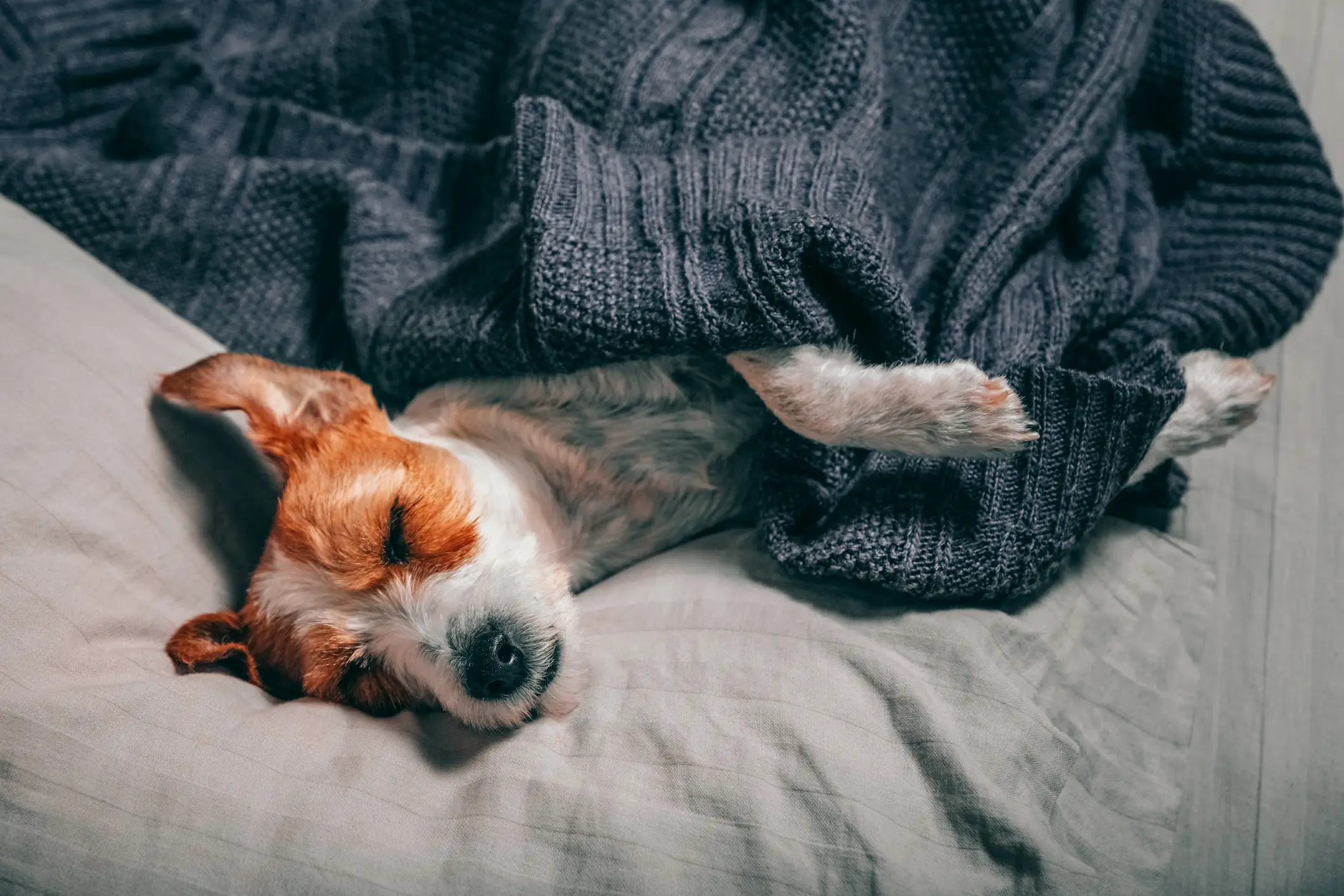 The man explained his dog had been sleeping on his bed (Getty Stock Photo)