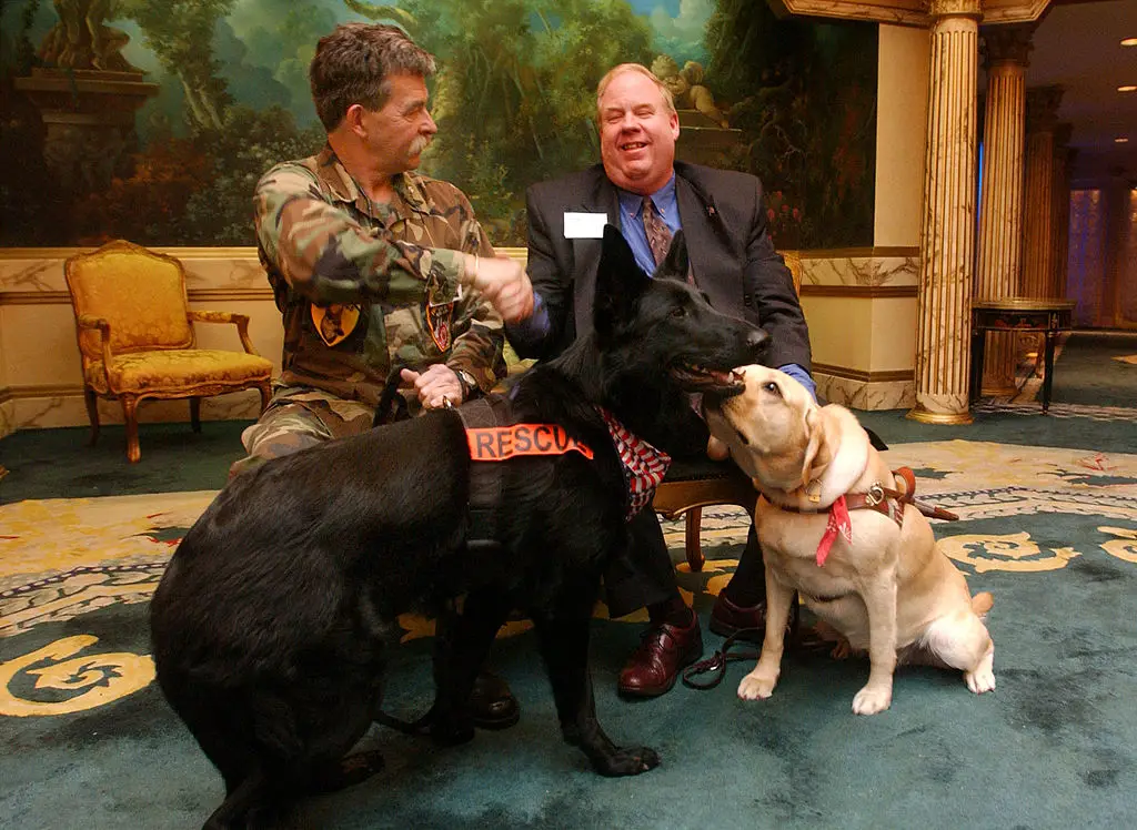 Michael Hingson's guide dog, Roselle, received several major awards for her bravery during the September 11 terrorist attacks. (Photo by Spencer Platt/Getty Images)