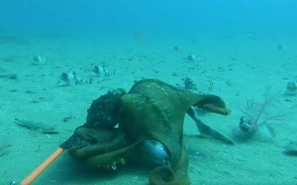 The octopus almost completely envelops the shark (Facebook/Star of the South Project) 