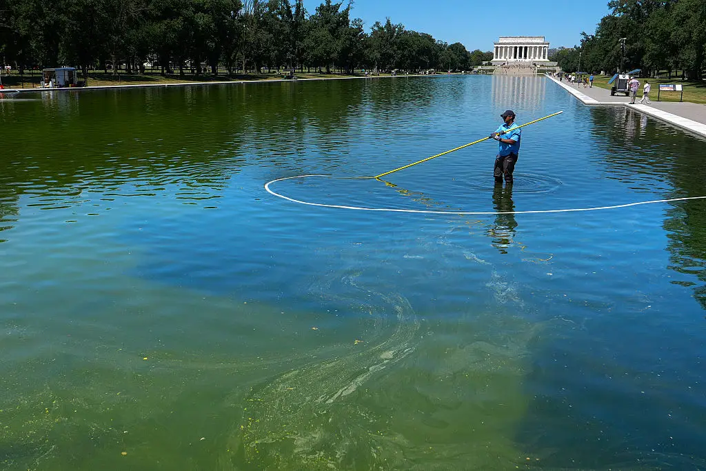 U.S. National Park Service employee uses a vacuum pump to clean algae off the bottom of the newly repainted Lincoln Memorial Reflecting Pool on the National Mall on June 16, 2026 in Washington, DC. (Photo by Chip Somodevilla/Getty Images)