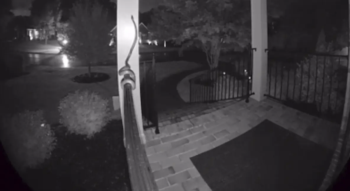 There are at least 38 different species of snakes in the region, which is a lovely thought.