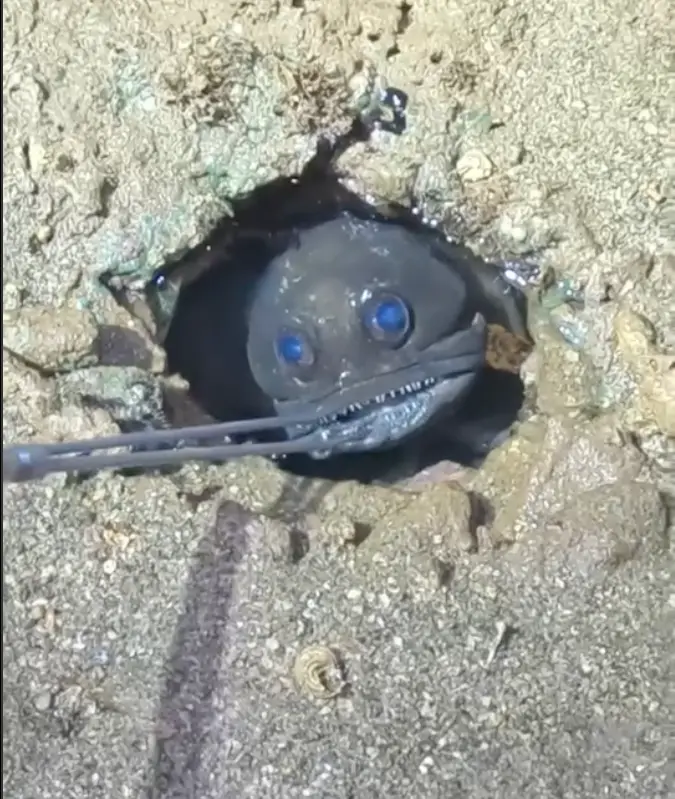 The fish considers the thing being thrust into its burrow. (YouTube/@BurrupandAway)