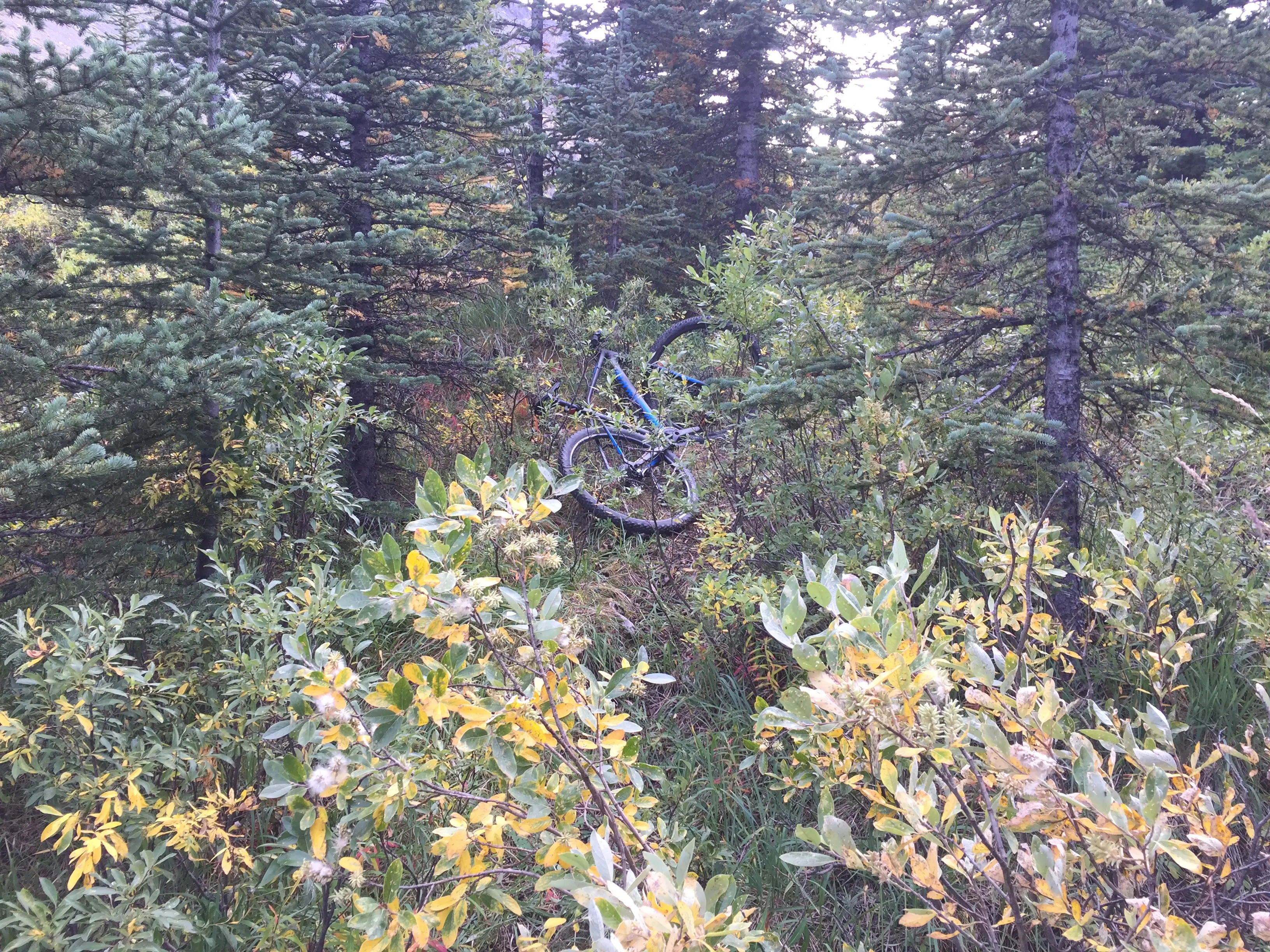 Jeremy through his bike to stop the bear.