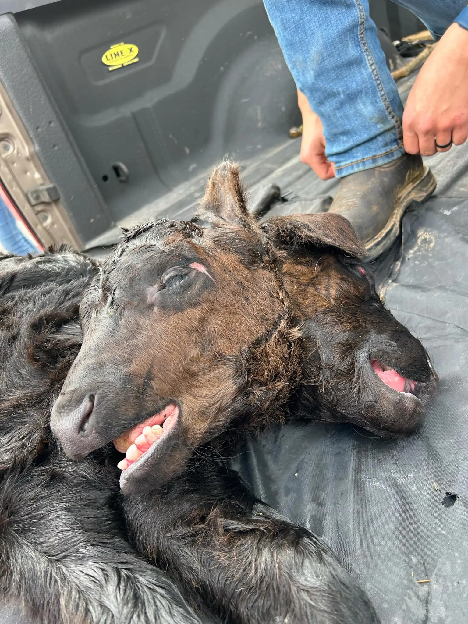 Sadly, the calf was pronounced dead shortly after being born (Pen News)