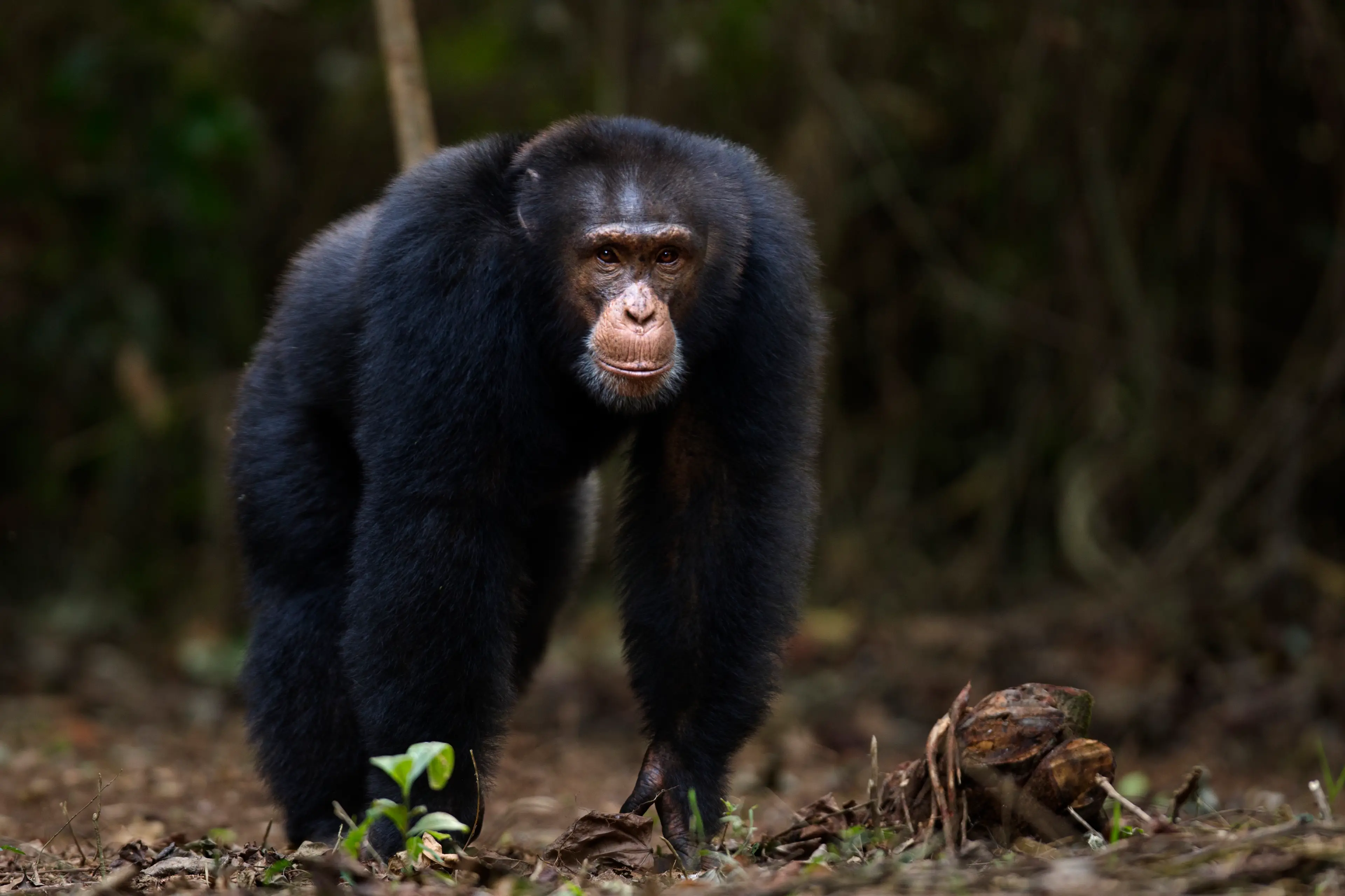 Tragedy struck last week (Getty/Anup Shah)