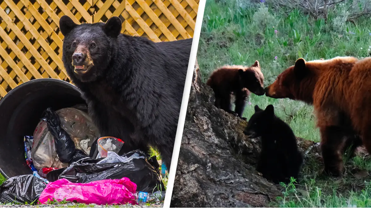 Margocat / Ian Rutherford / Alamy