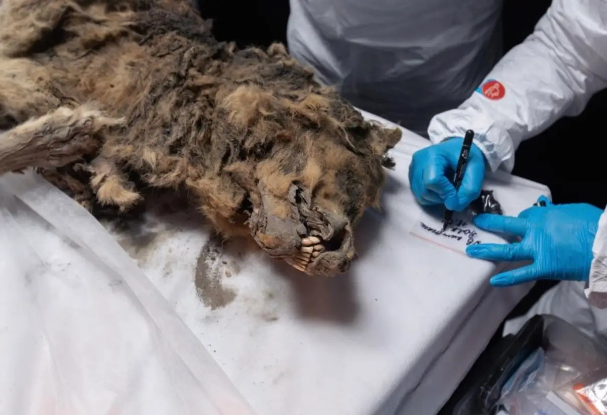 The wolf has been frozen for 44,000 years. (North-Eastern Federal University)