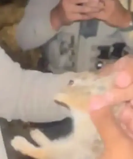 The bunny was found on a dirt road by the four deputies (Facebook)