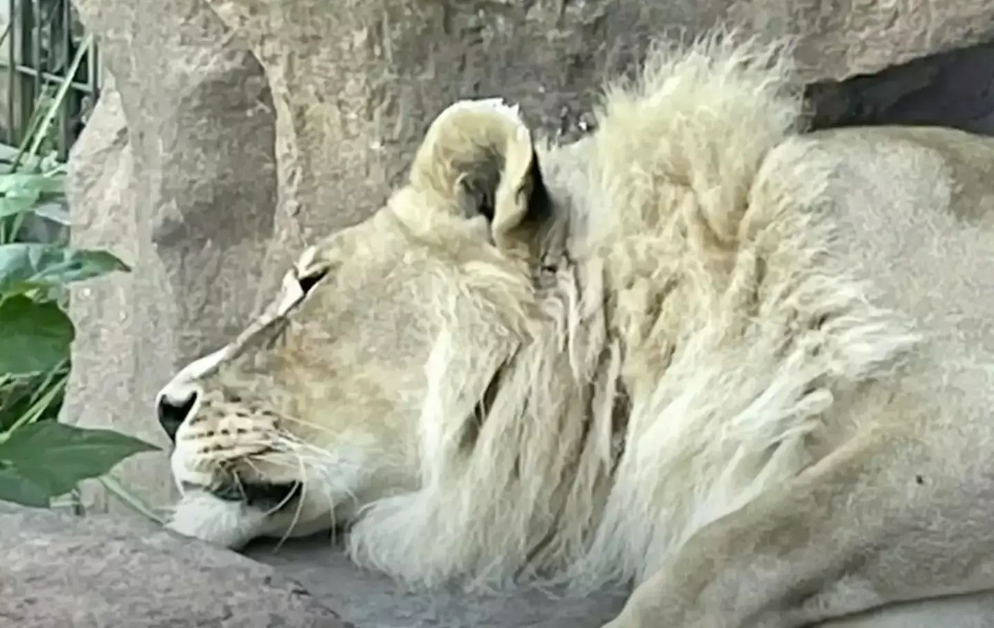 When Zuri turned 18, she started growing her own mane. (YouTube/WIBW 13 News)