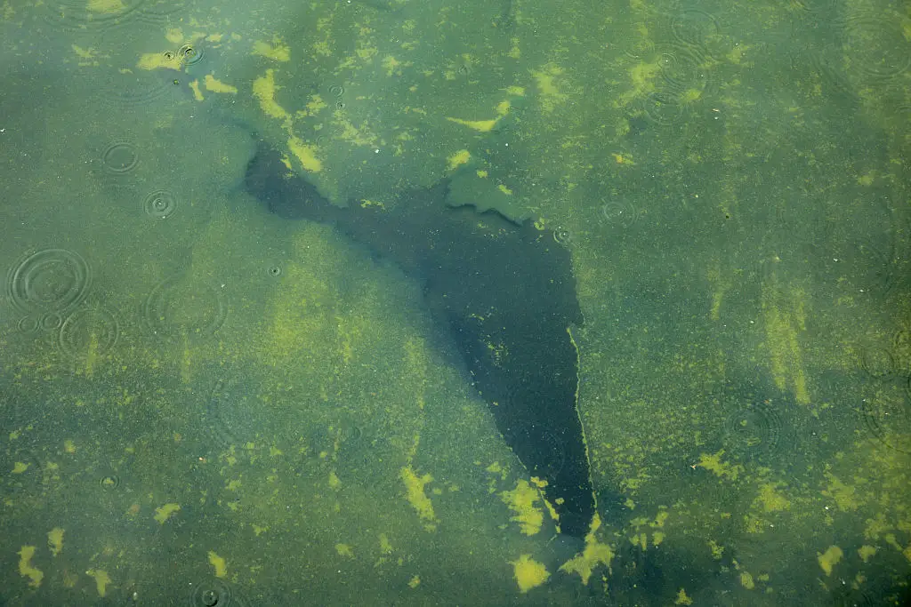 A tear in the pool's new lining showing through the green water (Chip Somodevilla/Getty Images)