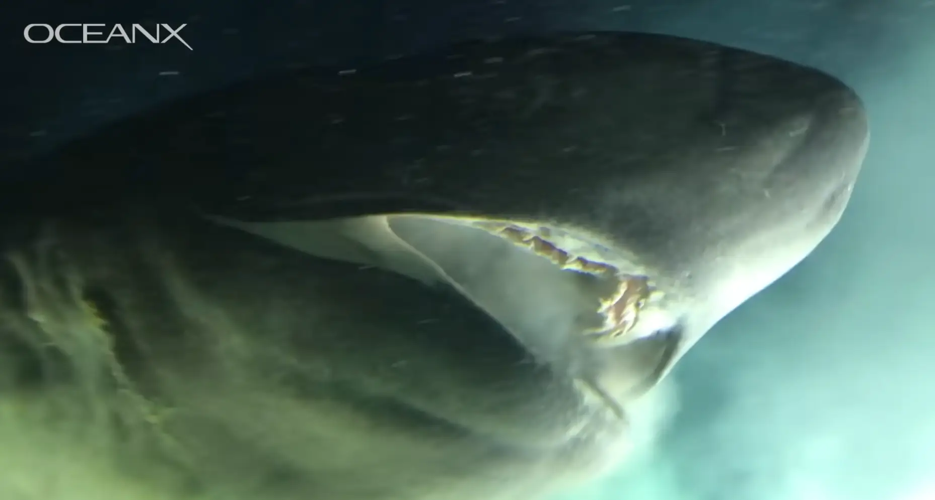 The video has since gone viral (YouTube/OceanX)