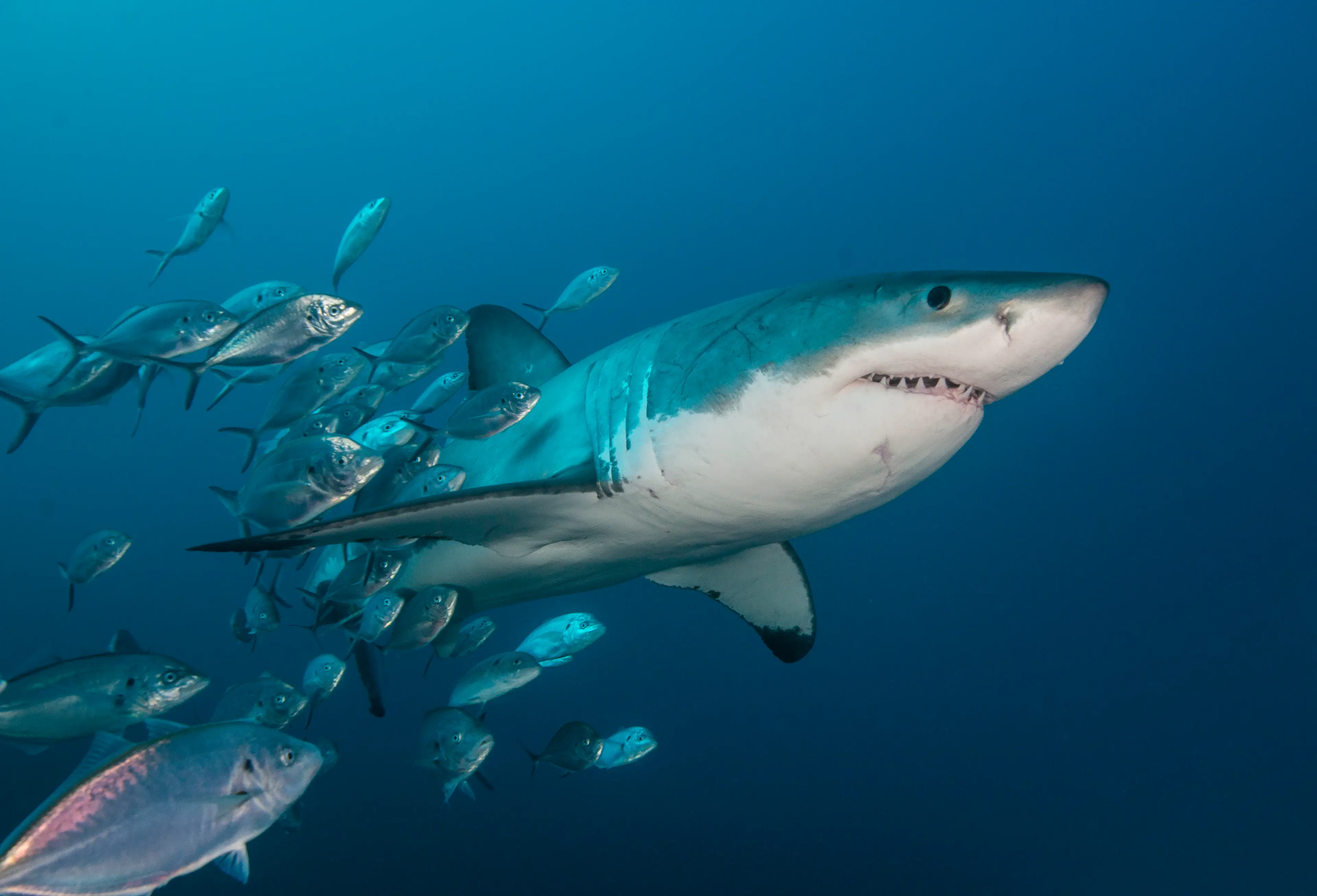 The teeth can be retracted into the mouth. (by wildestanimal / Getty)