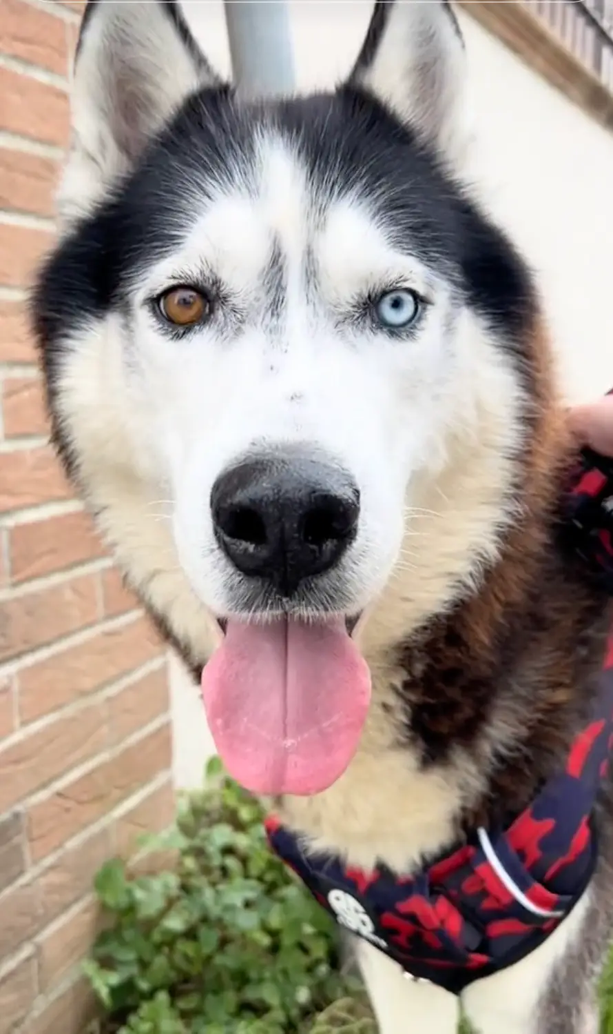 Aaron has proved a hit on TikTok (TikTok/@aaronthehusky_)