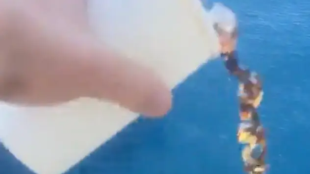 TikTok/@thetrevorlopez