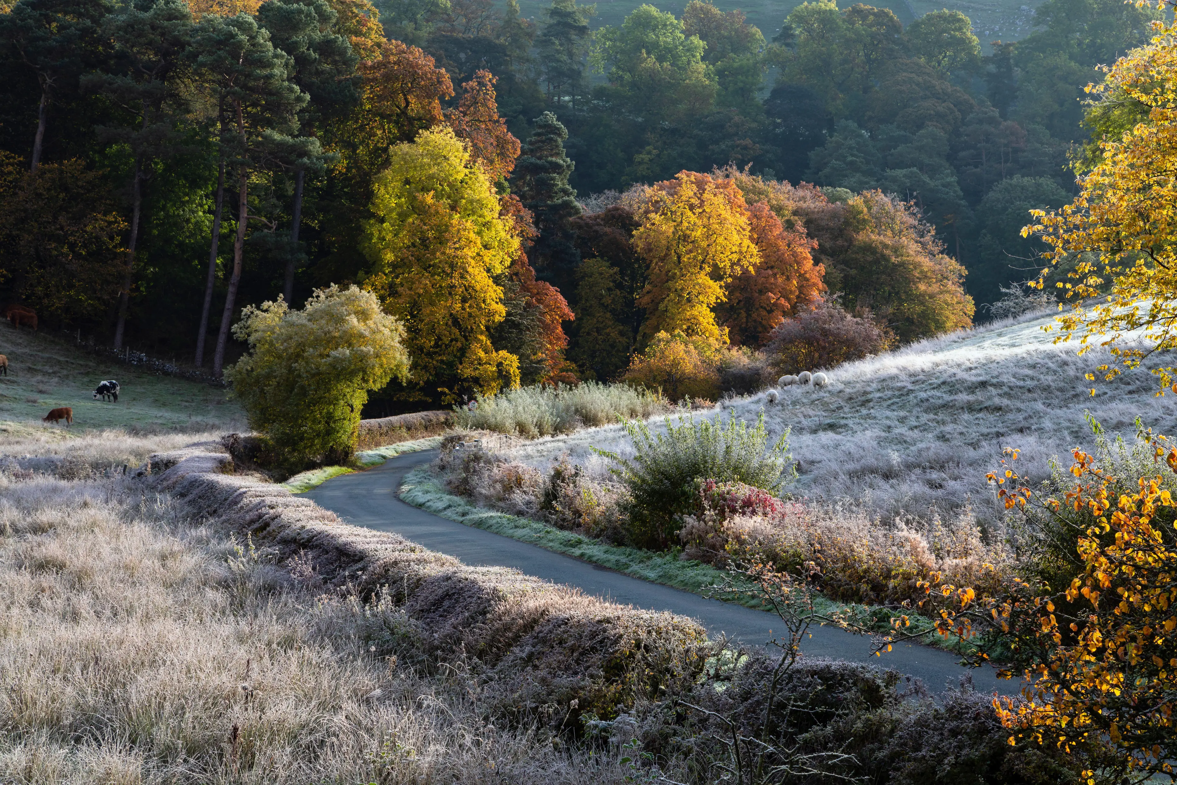 Frosty lane (Alamy)
