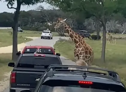 Paisley wasn't hurt in the incident. (Lindsey Merriman via Storyful)