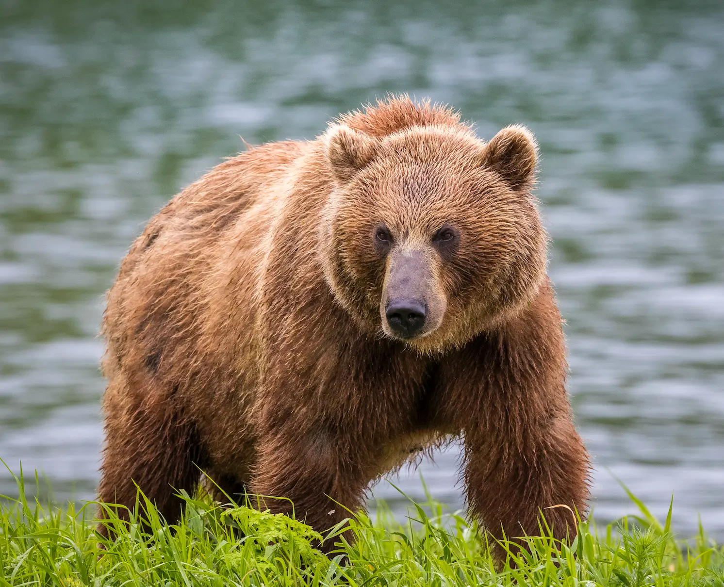 Tatiana heard the bear attack her daughter. (Getty Stock Photo)