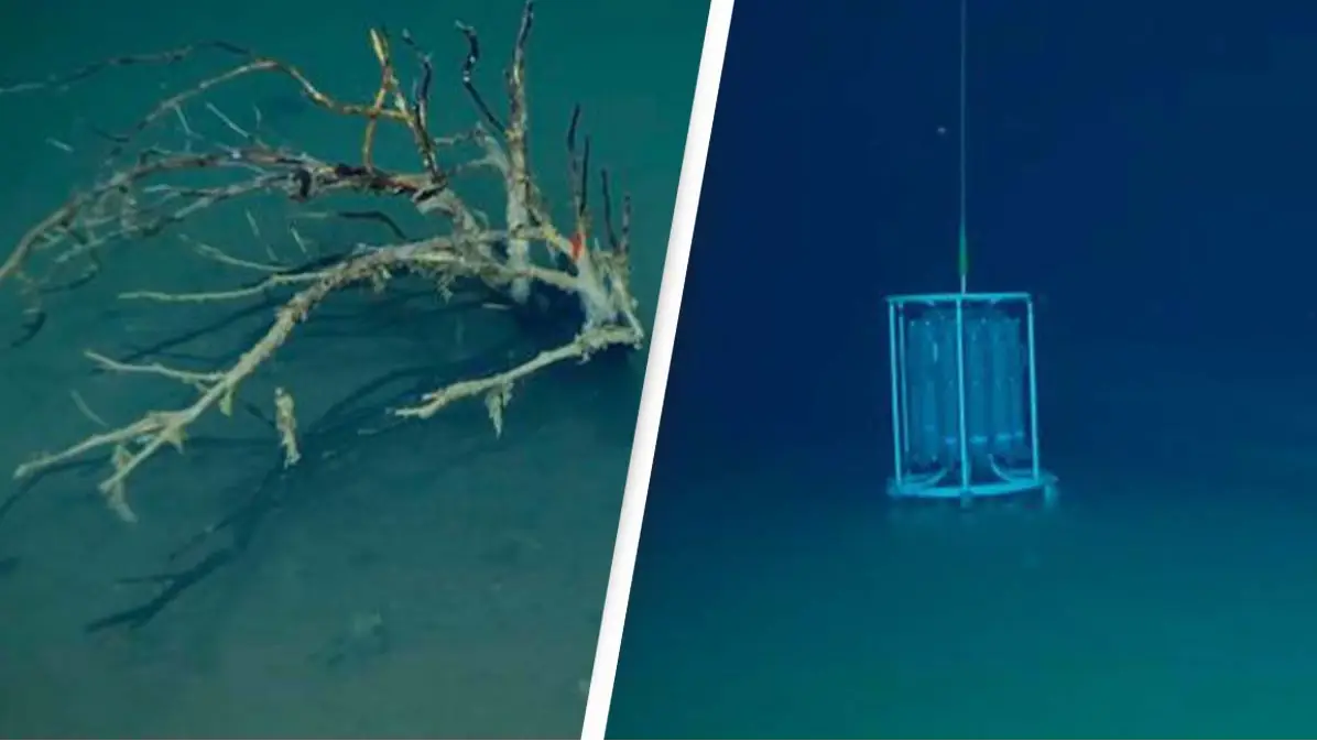 'Death pool' at bottom of the ocean instantly kills everything that enters it