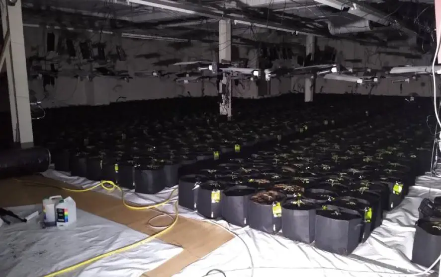 Trainee dogs sniffed out the cannabis farm. (SWNS)