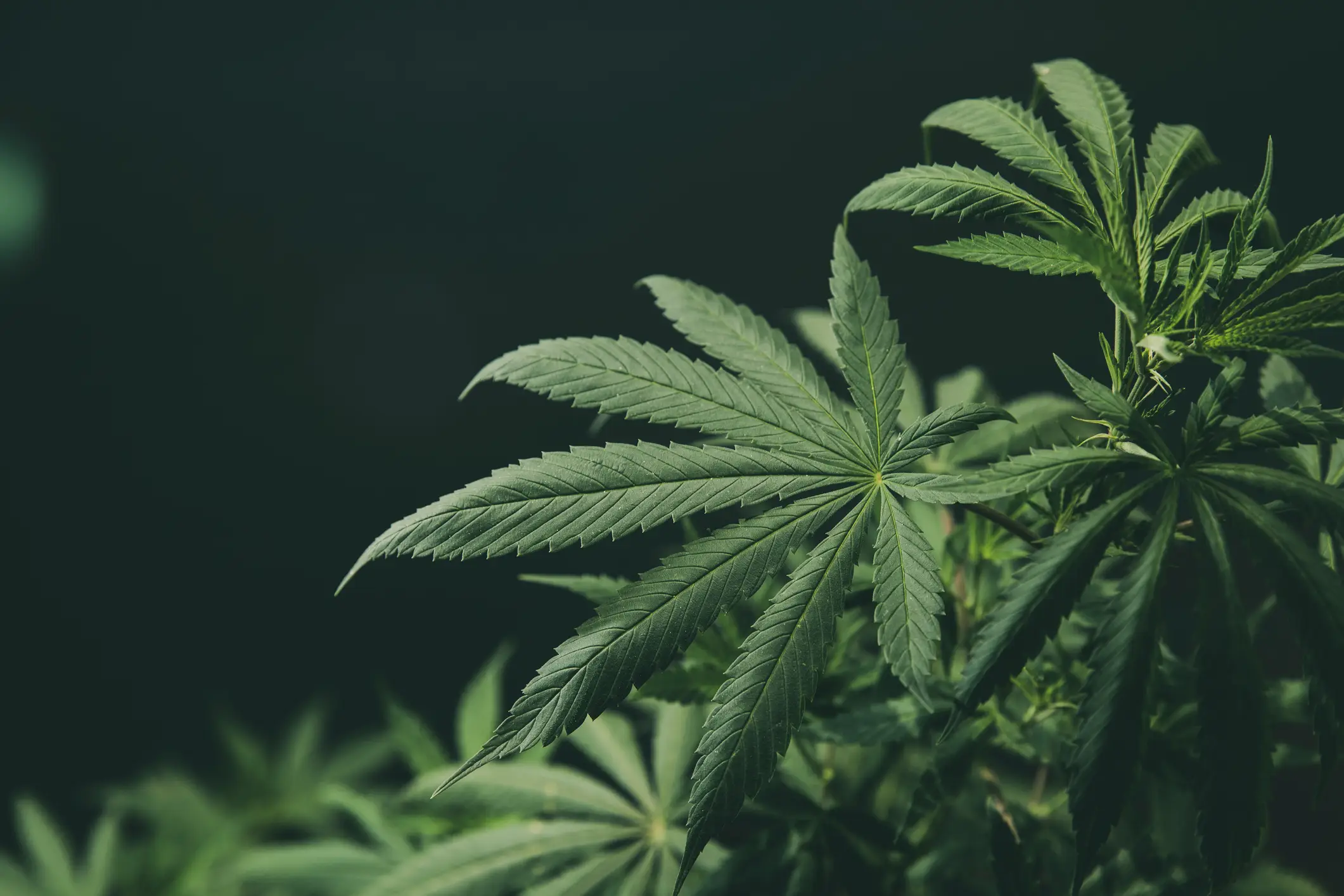 Marijuana is classed as highly addictive (Getty Stock Images)