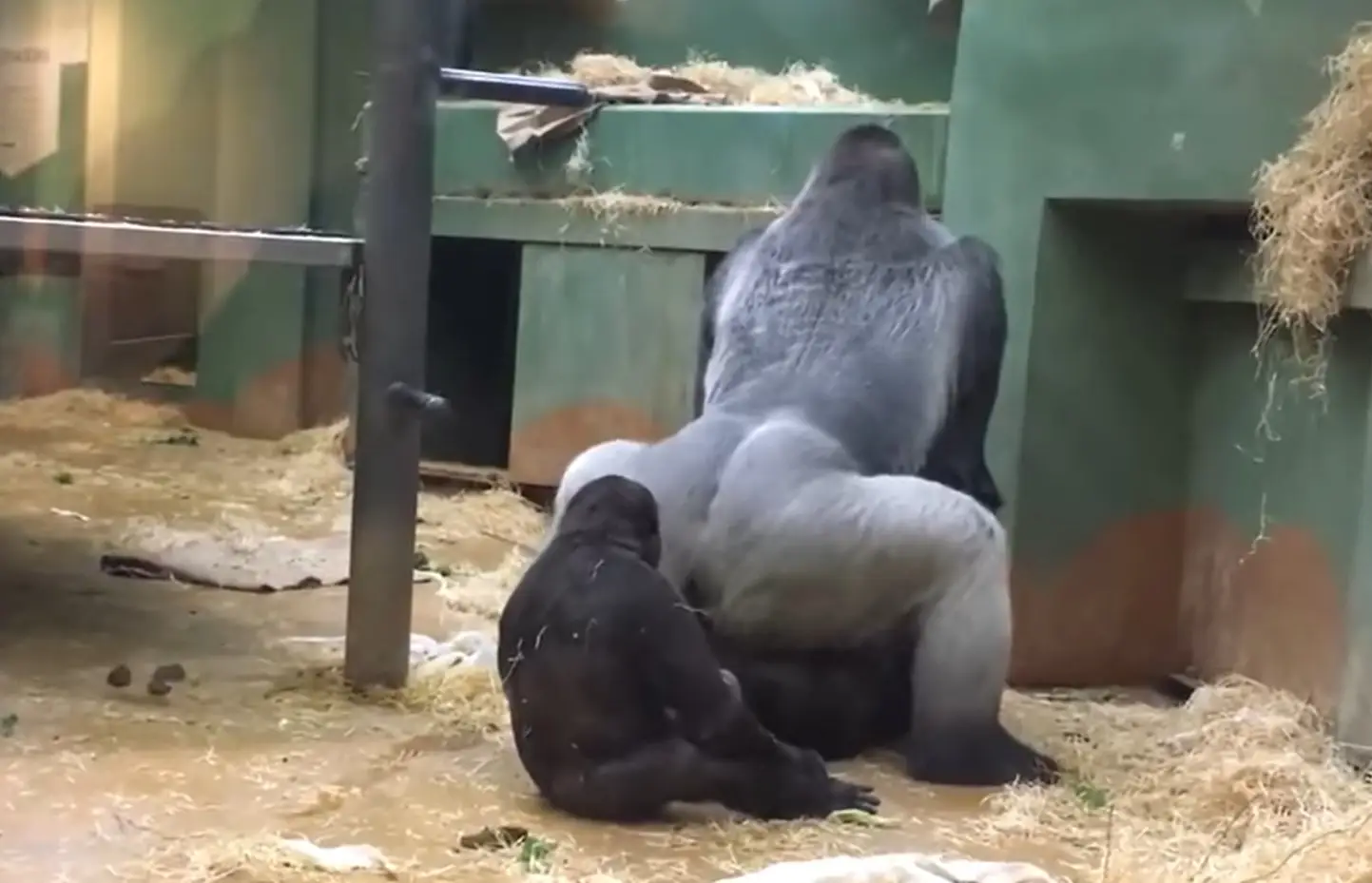 Two gorillas started mating at the zoo, and a third got very close to watch.
