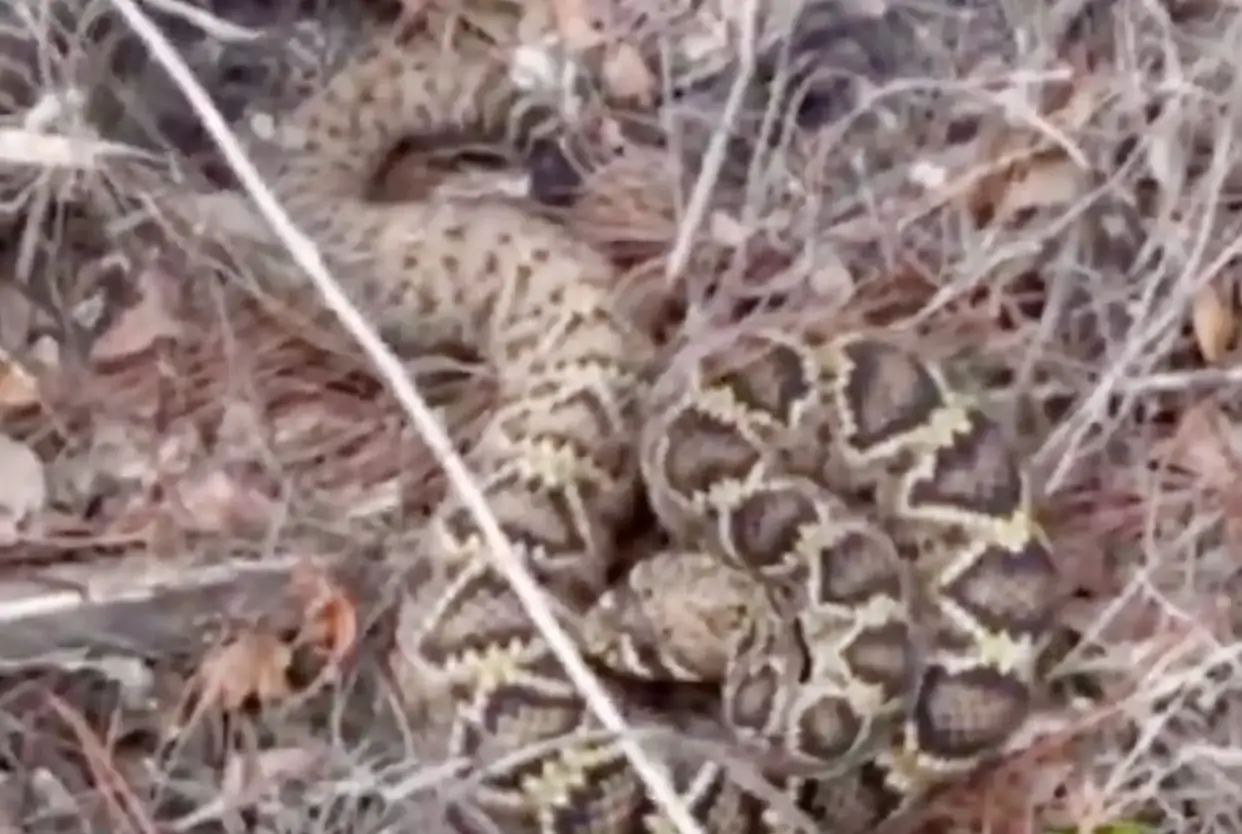 The snake in question (Instagram/David Humphlett)