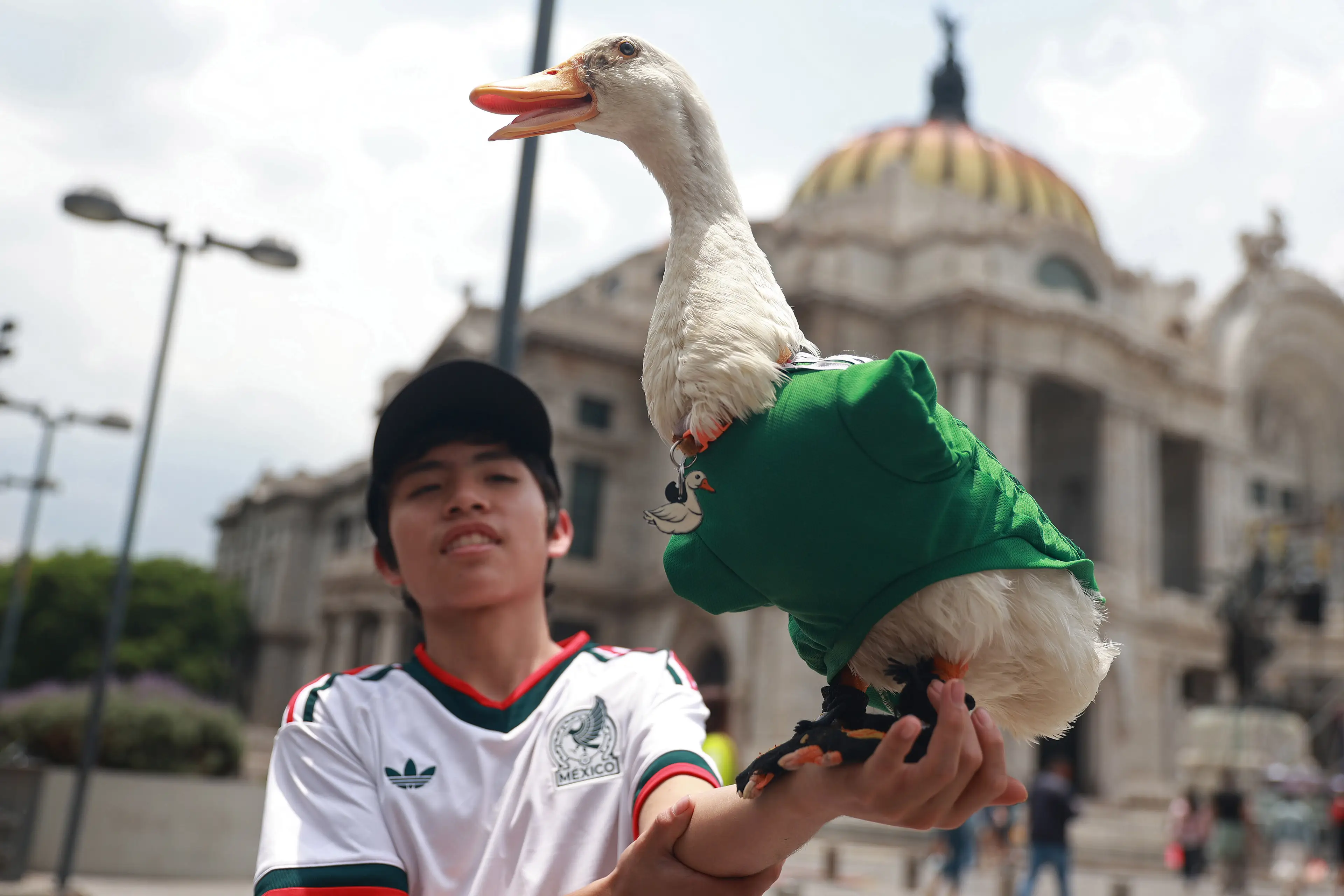  Merlin the duck, wearing a Mexico national team jersey, is held by his owner Christian Gomez, outside the Palacio de Bellas Artes, in Mexico City ( Daniel Cardenas/Anadolu via Getty Images)
