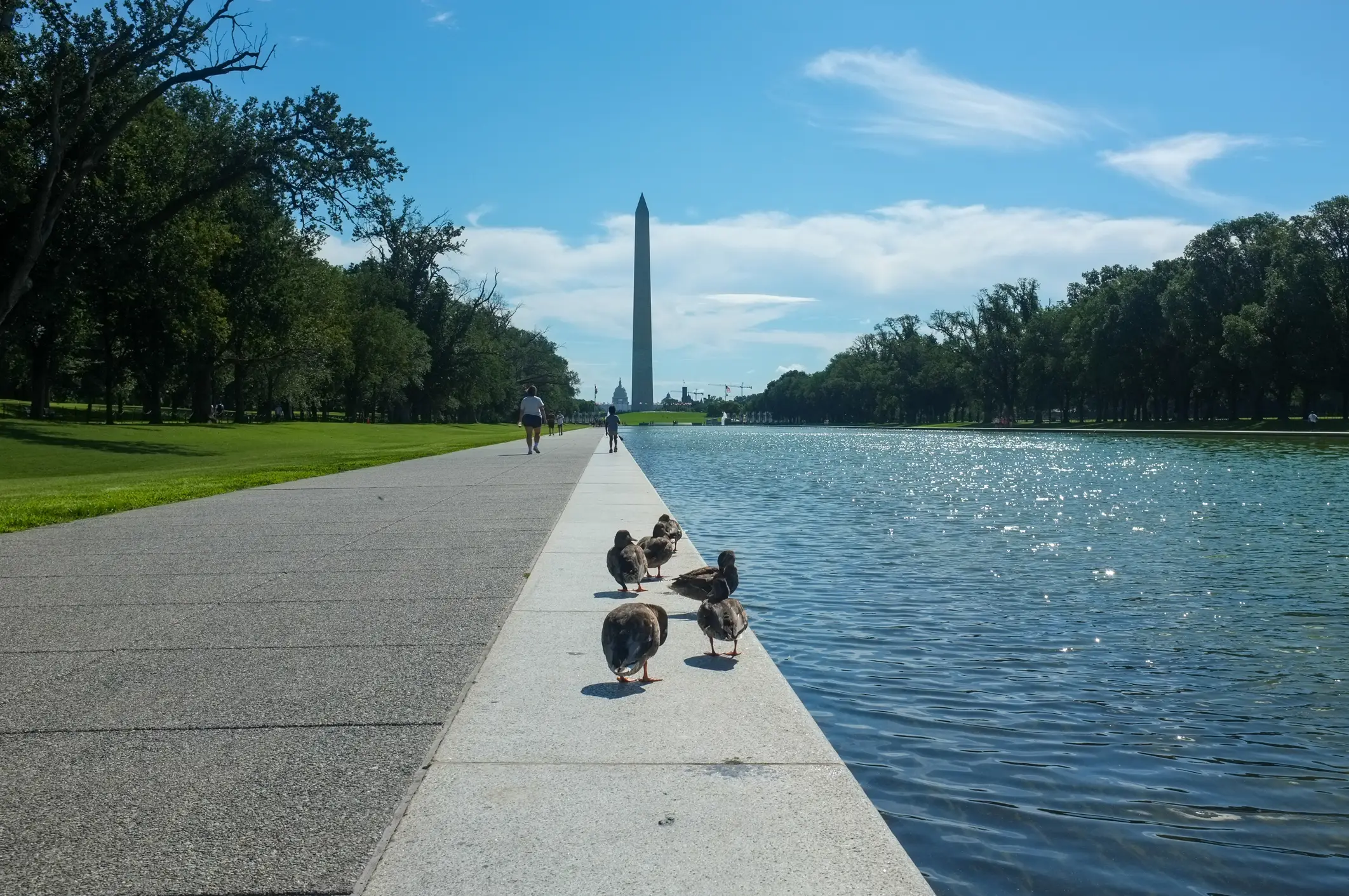 A dead duck was reportedly found in the pool (Getty Stock)