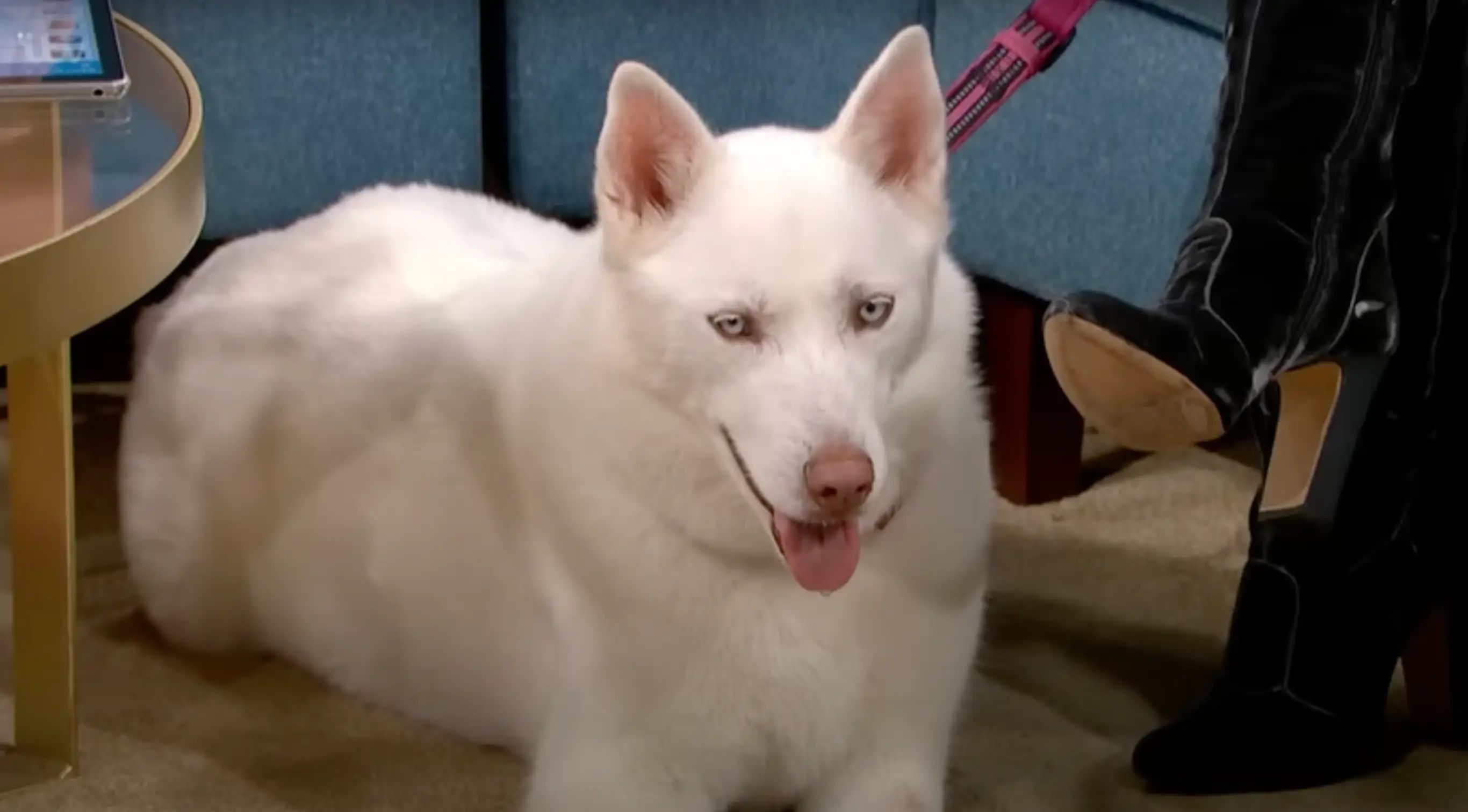 Lucy claimed her her dog, Storm, was vegetarian.