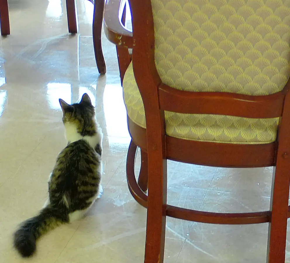 Oscar the cat would comfort patients in their final hours. (Facebook/Oscarthecat)