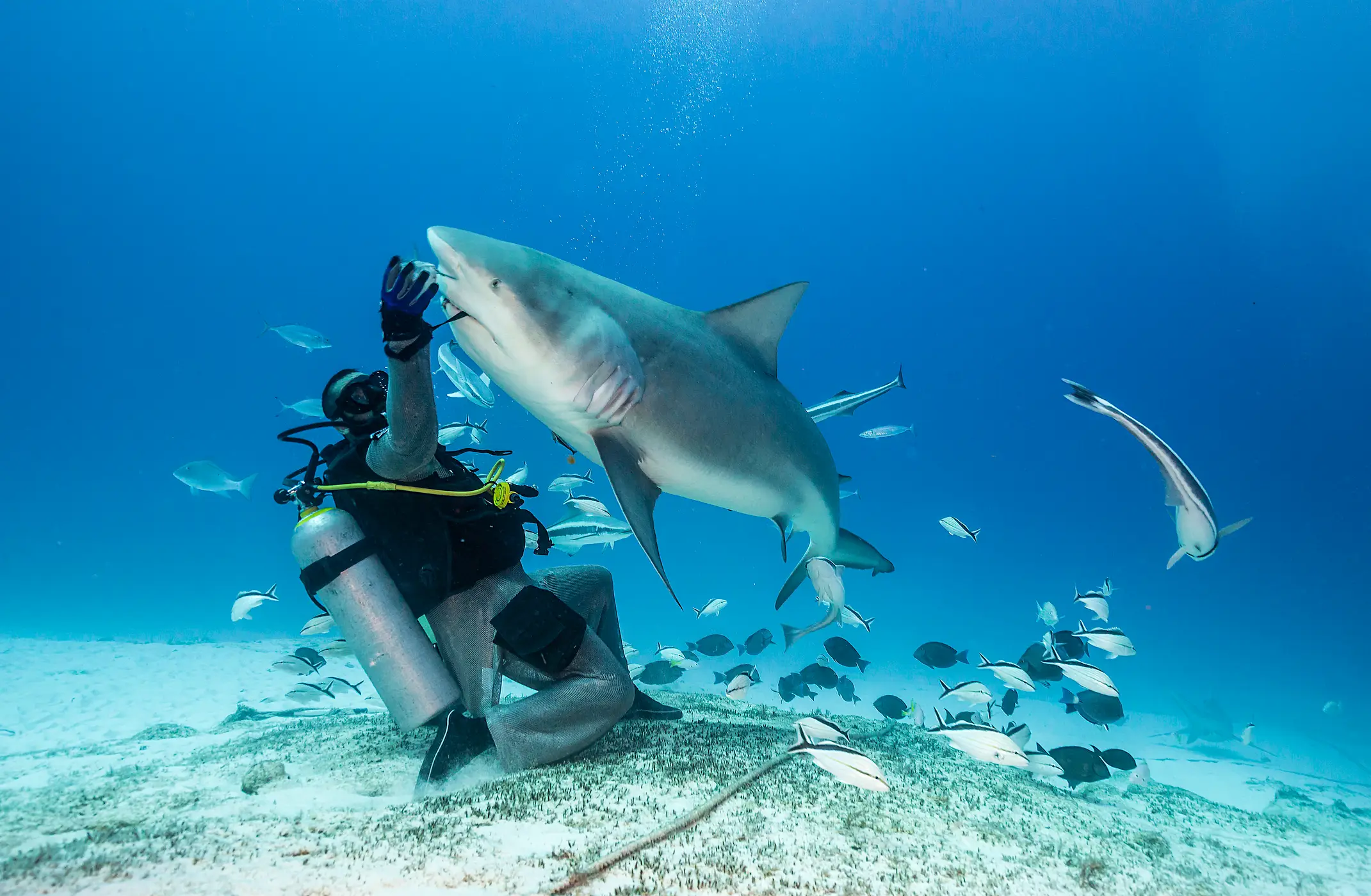 A bull shark is the other species that could have bitten the woman's hands off (Getty stock)