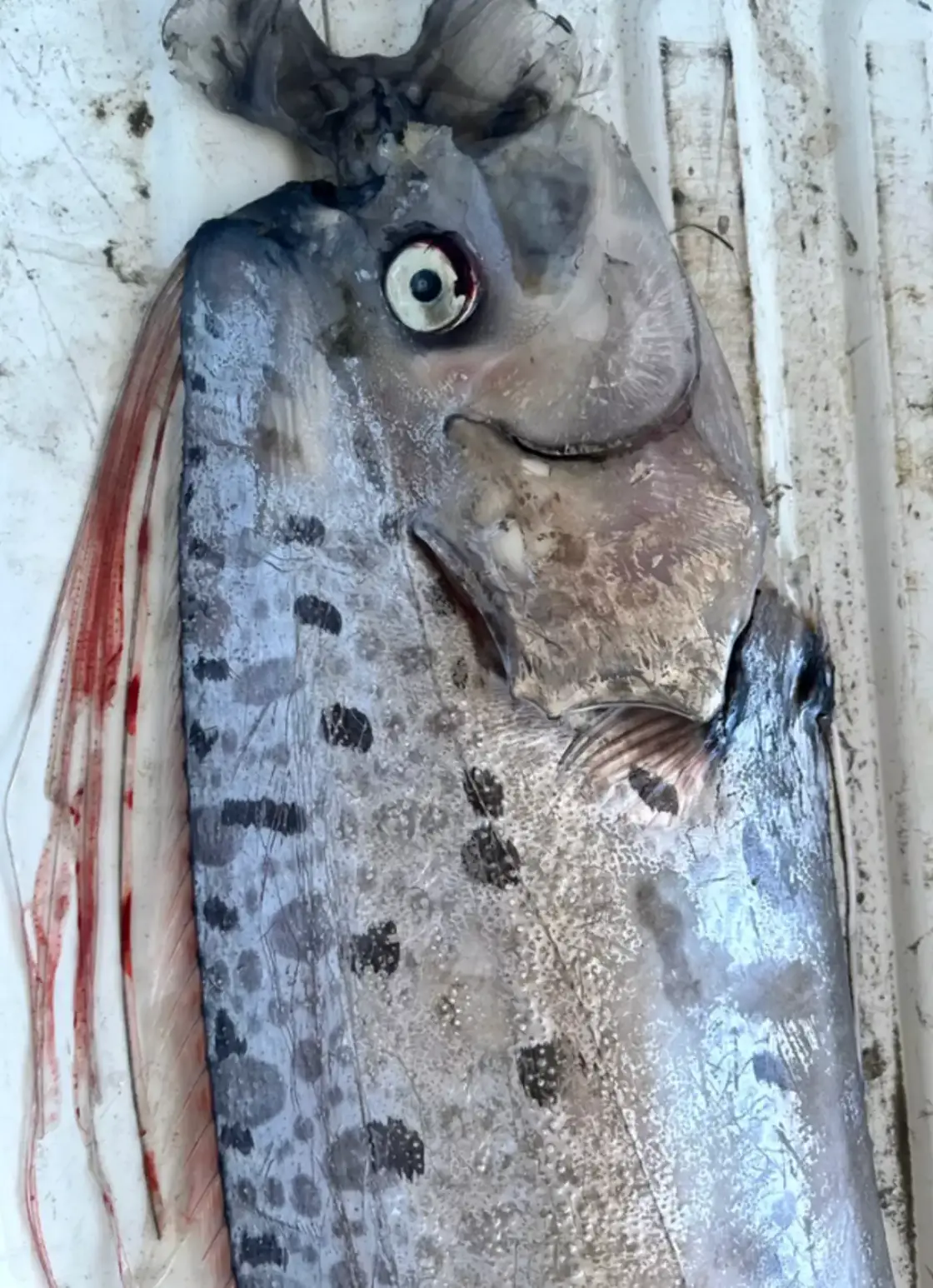 Little is known about oarfish as they live so far down in the ocean and are rarely found alive. (Scripps Institution of Oceanography/Facebook)