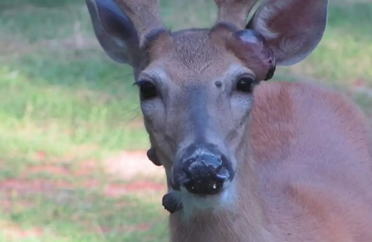 The virus cannot cross over to humans, thankfully (Reddit)