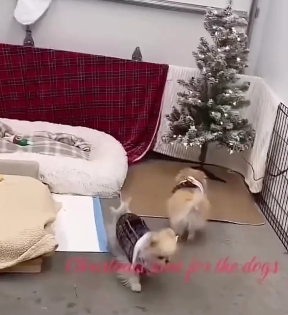 PETA has warned Kim Kardashian over the welfare of her dogs.