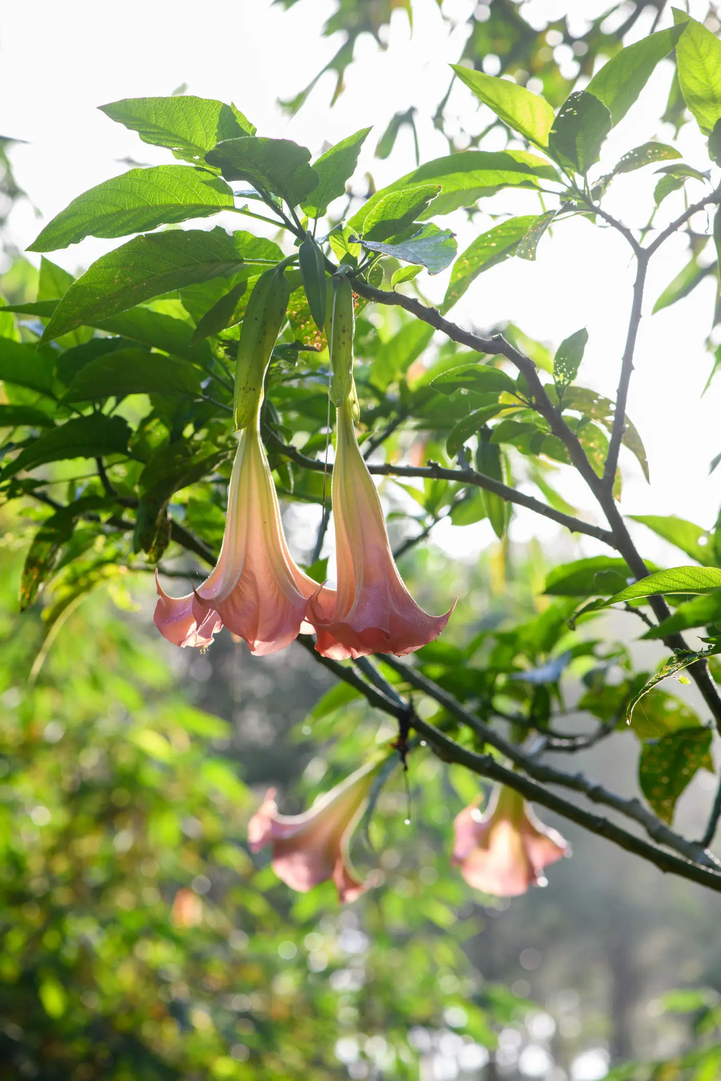 The plant can induce symptoms like memory loss (Getty Stock Images)