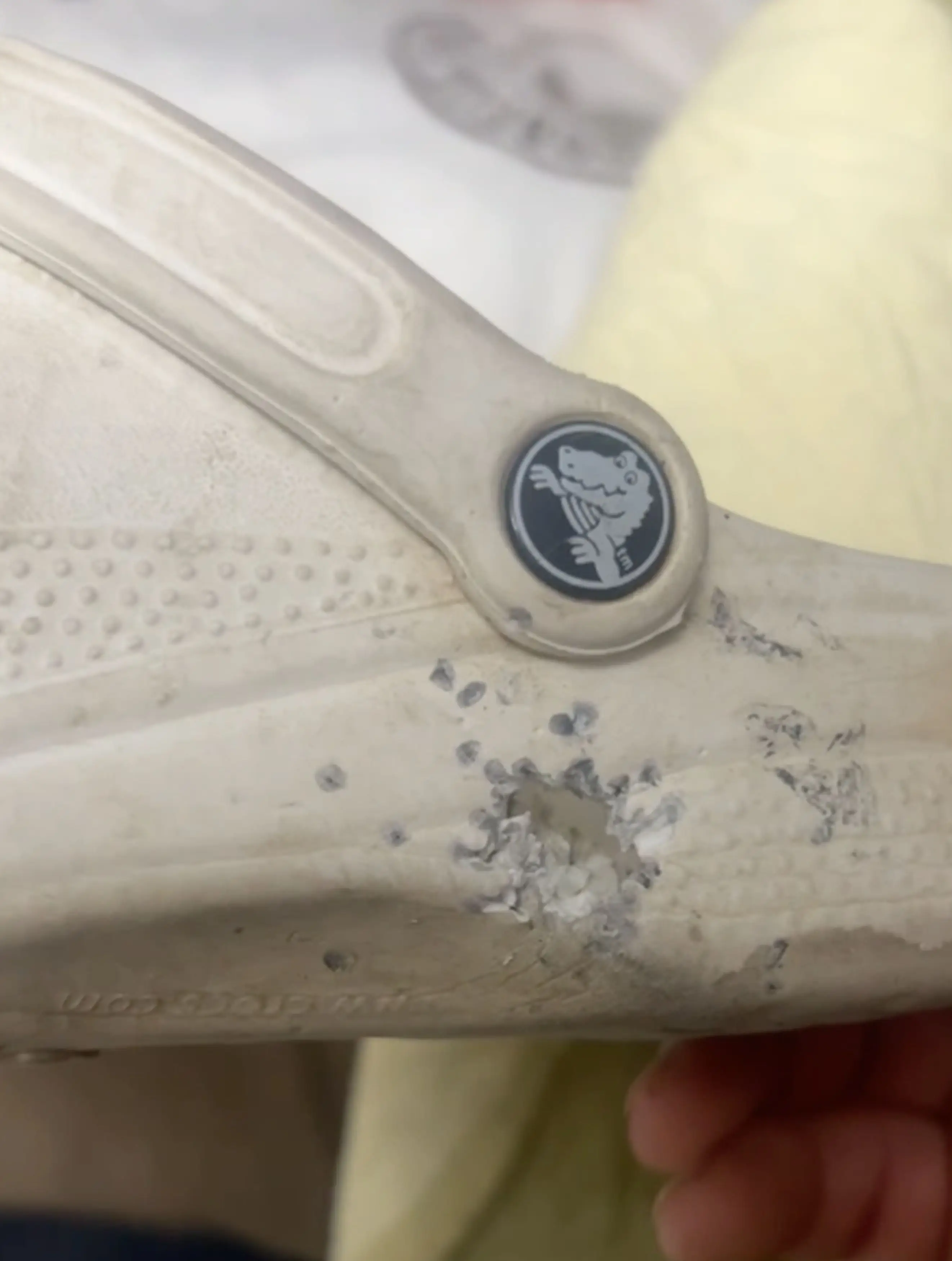 The trusty Crocs (Kennedy News and Media) 