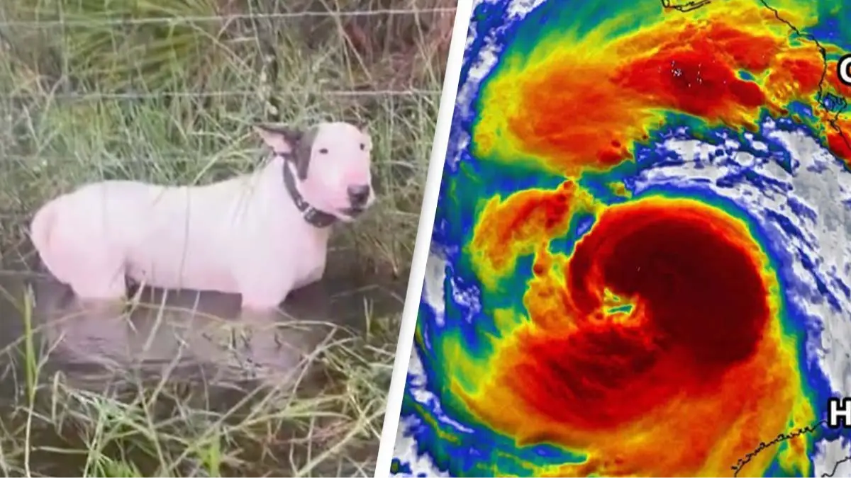 Twitter/@FHPTampa/Fox 35 Orlando