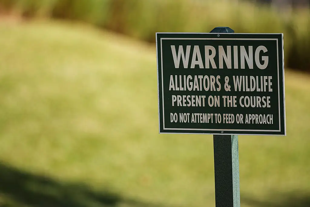 The alligator tragically ripped both arms from her body. (James Gilbert/Getty Images)
