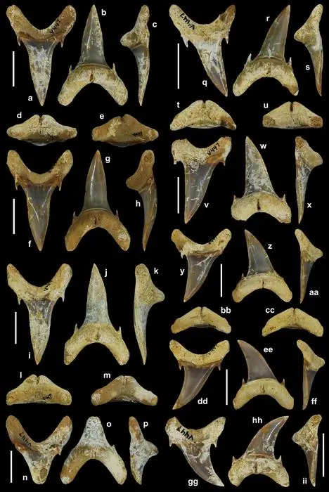 Palaeohypotodus bizzocoi teeth. (EBERSOLE ET AL.) 