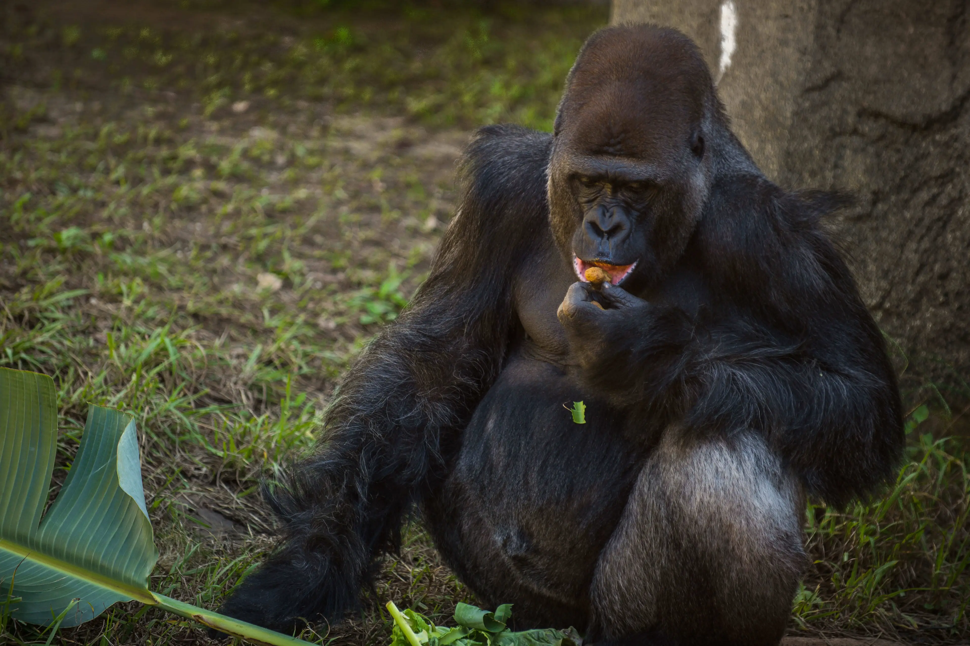 Gorillas have much smaller penises compared to humans (Sarah Reingewirtz/MediaNews Group/Pasadena Star-News via Getty Images)