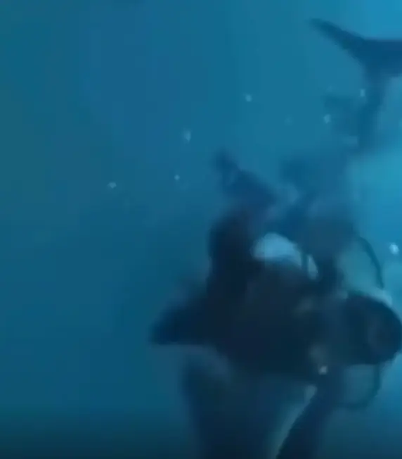 People on social media remarked the diver is lucky to have survived the encounter(That-Jelly6305/Reddit)