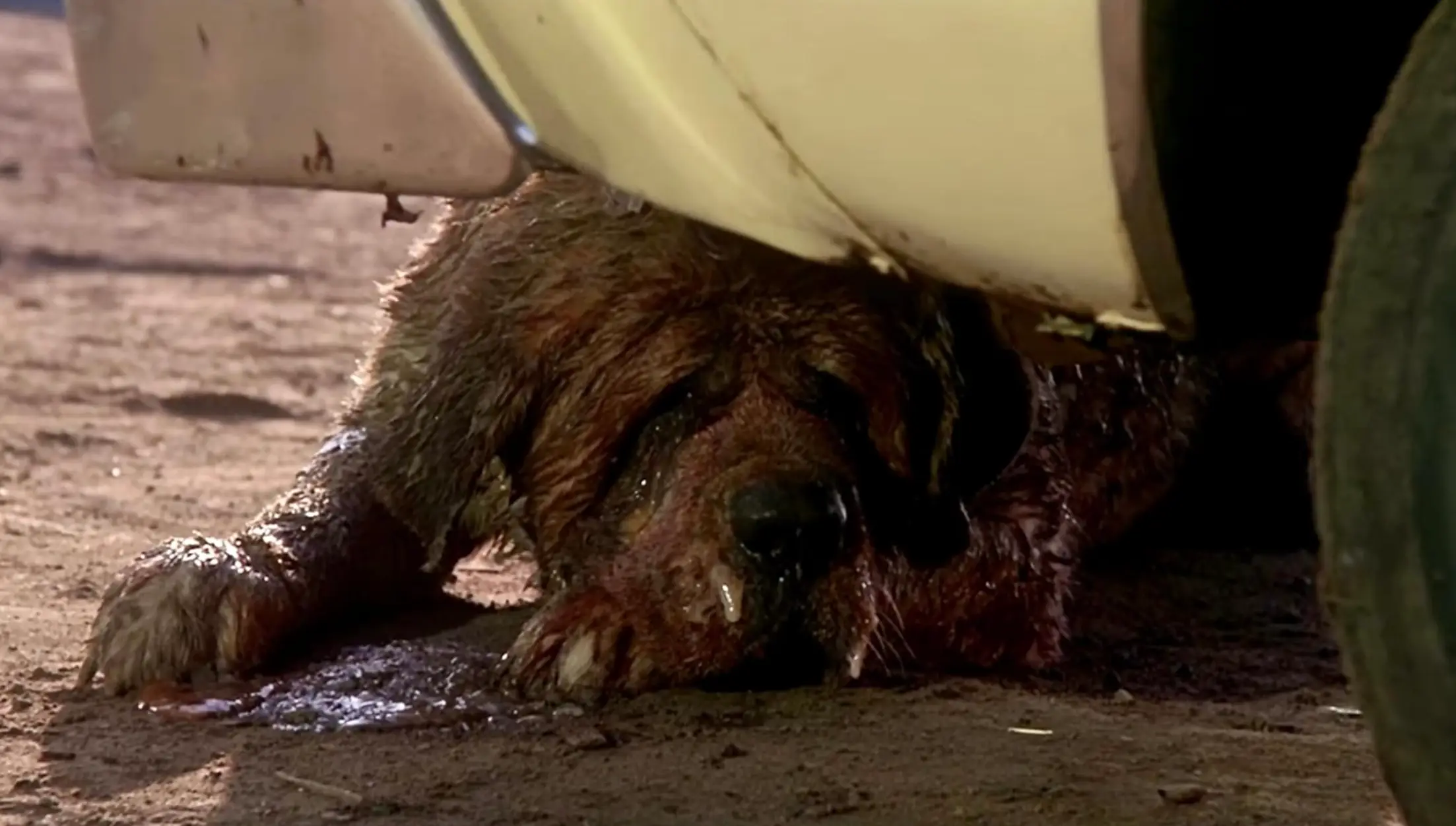 More than four decades since the original movie, Cujo is set to return for a remake (Warner Bros)