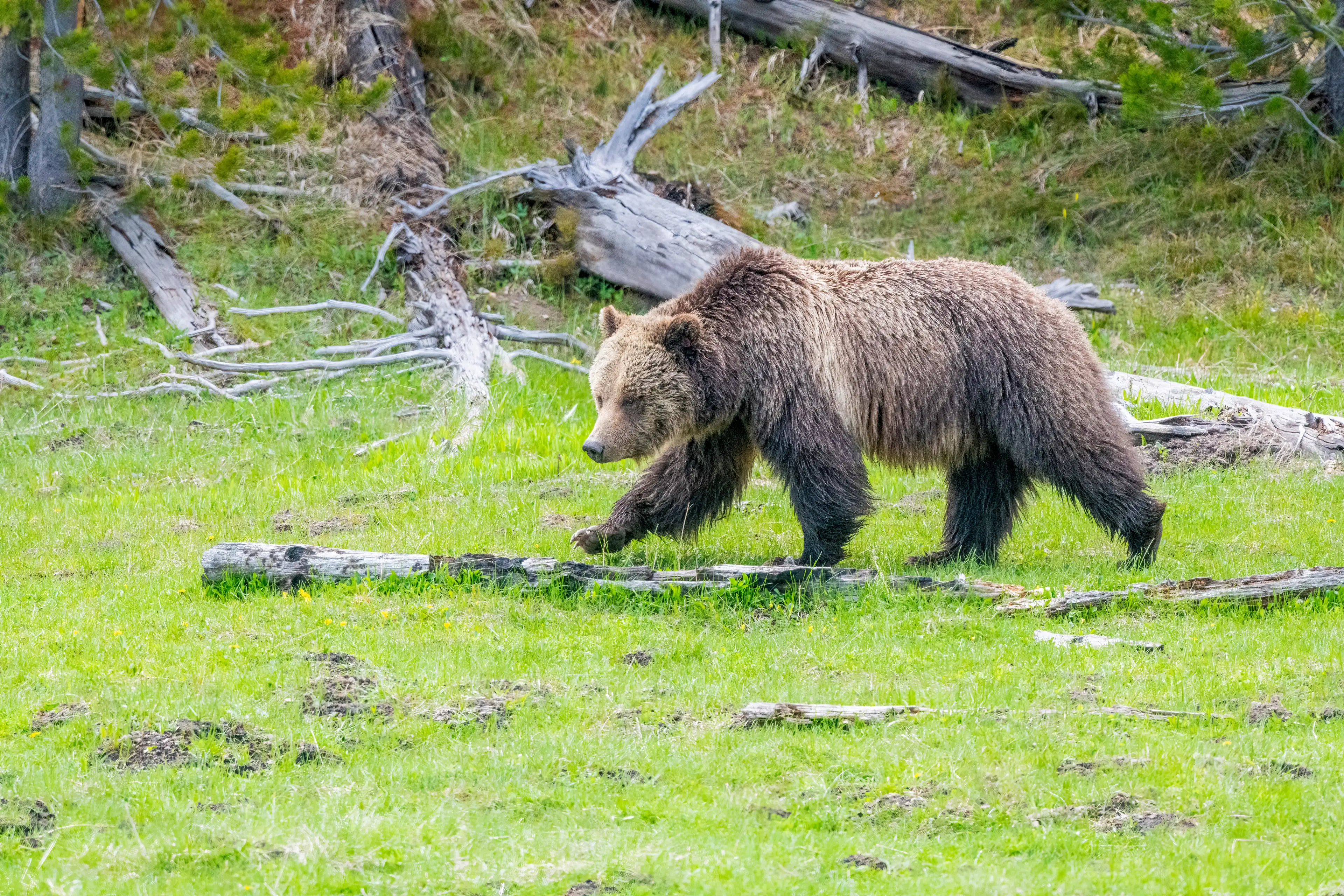 The den was used by grizzly bears (John Morrison/Getty)