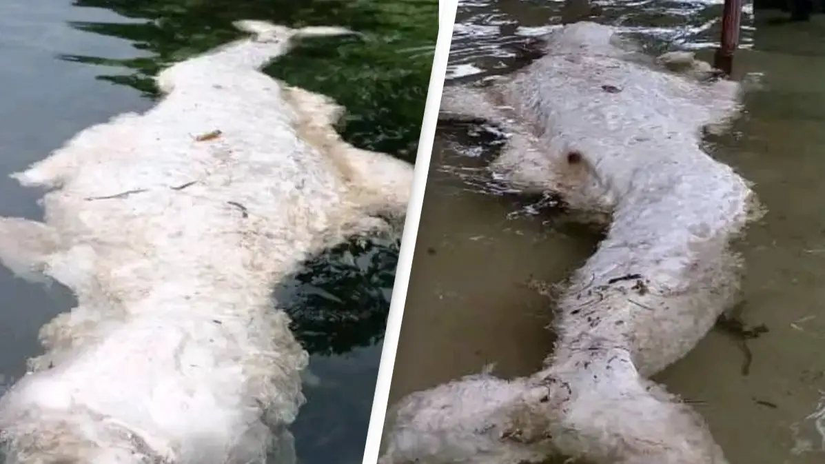 Mysterious ‘mermaid’ creature washes ashore leaving experts baffled